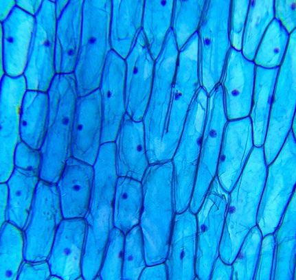 Microscope image of onion cells. The background is light blue and in front of these the cell walls and nuclei of the cells are visible in a darker blue/purple colour. The cells are all different shapes and sizes.
